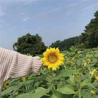 捉妖大师破解版下载